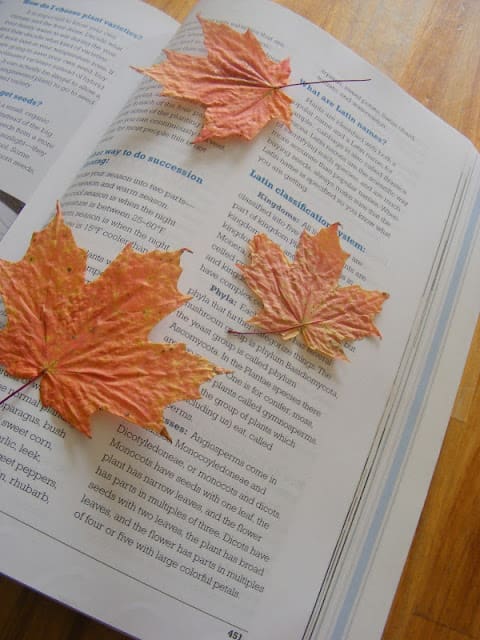 thanksgiving-cards-leaves